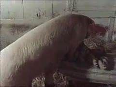 Brave married woman lays on her back in the barn and opens her legs for sex with a hog